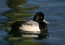 img_6626_scaup
