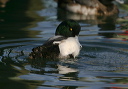 img_6638_scaup