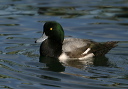 img_6643_scaup