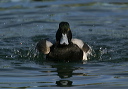 img_6644_scaup