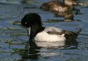 img_6653_scaup