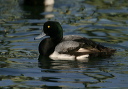 img_6661_scaup