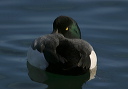 img_6665_scaup