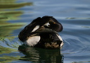 img_6677_scaup