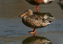 img_6861_shovler