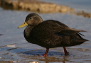 img_6864_black_duck