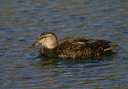 img_8144_black_duck