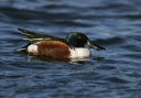 img_9021_shovler