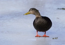 img_9035_black_duck