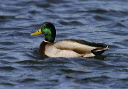 img_9036_mallard