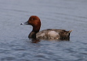 redhead_135_3507