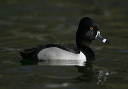 ring-necked_duck7623