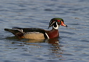 wood_duck_3