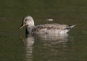 yl0d0454_gadwall
