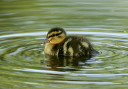 zh3z0582_mallard