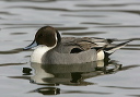 zh3z5966_pintail