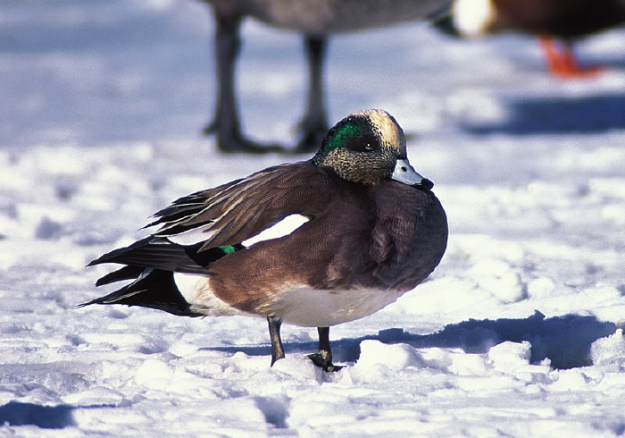 Anas americana Anatidae