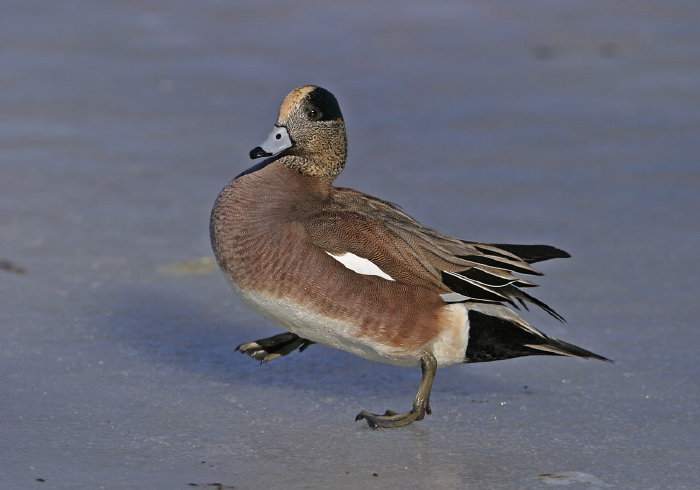 Anas americana Anatidae
