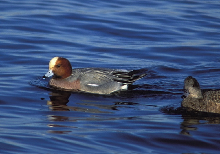 Anas penelope Anatidae
