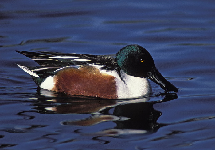 Anas clypeata Anatidae