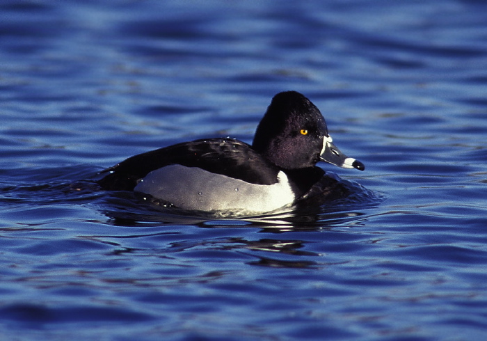 Aythya collaris Anatidae