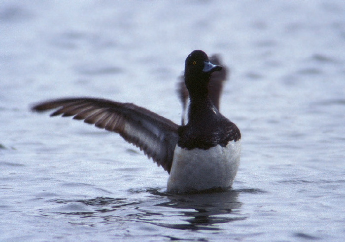 Aythya fuligula Anatidae