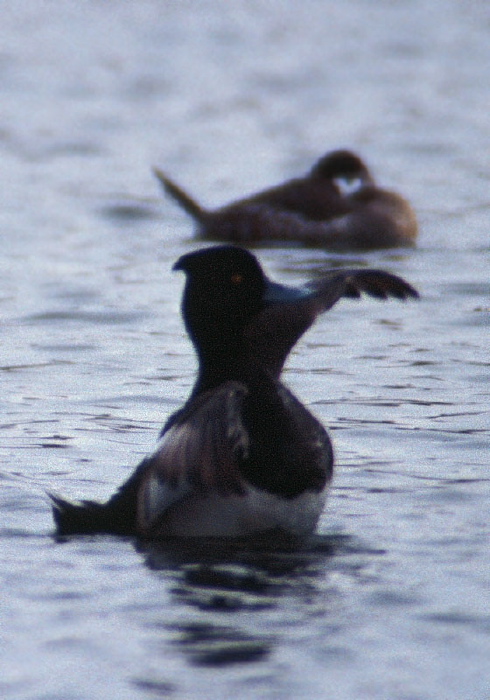 Aythya fuligula Anatidae