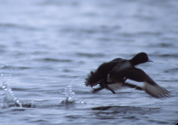 Aythya fuligula Anatidae