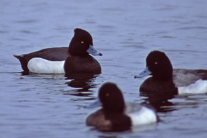 Aythya fuligula Anatidae
