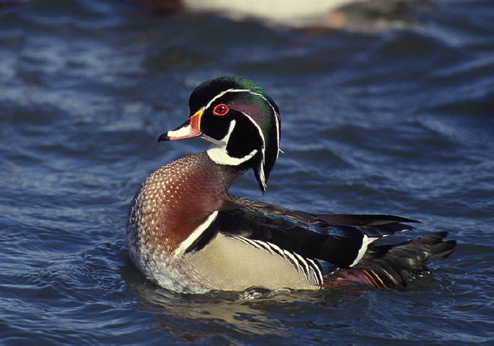 Aix sponsa Anatidae