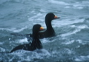 black_scoter_001