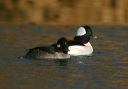 bufflehead949