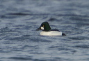 cgoldeneye9412