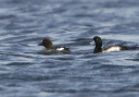 cgoldeneyegscaup9418