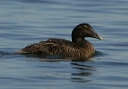 common_eider_0962