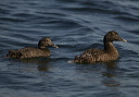 common_eider_2110