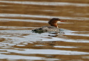 common_merganser885
