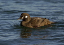 harlequin_img_8137
