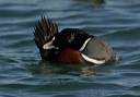 harlequin_img_8162