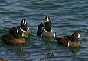 harlequin_img_8185