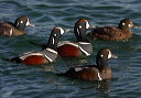 harlequin_img_8189