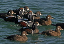 harlequin_img_8194