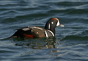 harlequin_img_8207