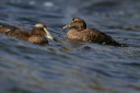 img_4138_eider