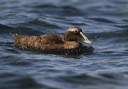 img_4149_eider