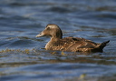 img_4156_eider