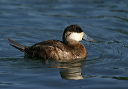 img_6520_ruddy_duck