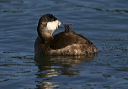 img_6521_ruddy_duck