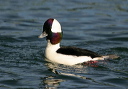 img_6556_bufflehead