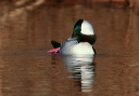 img_8087_bufflehead